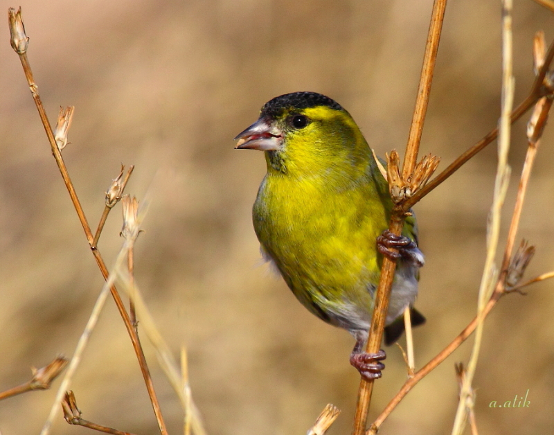 Eurasian Siskin