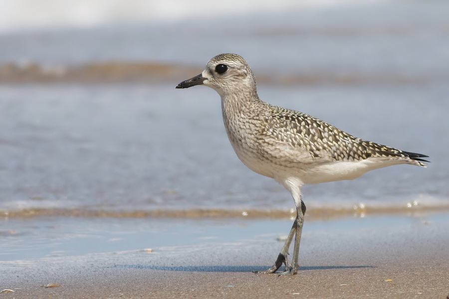 Grey Plover