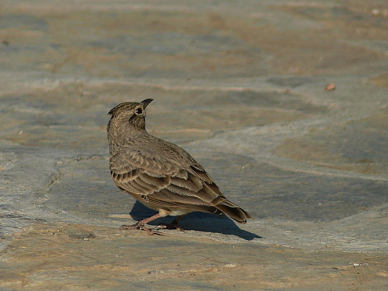Crested Lark