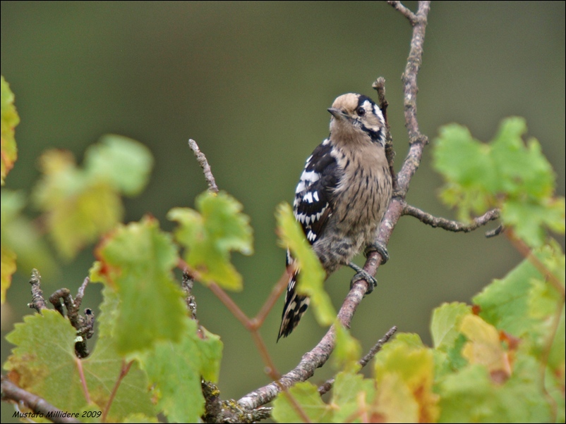 Lesser Spotted Woodpecker