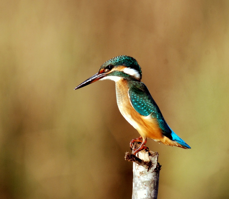 Common Kingfisher