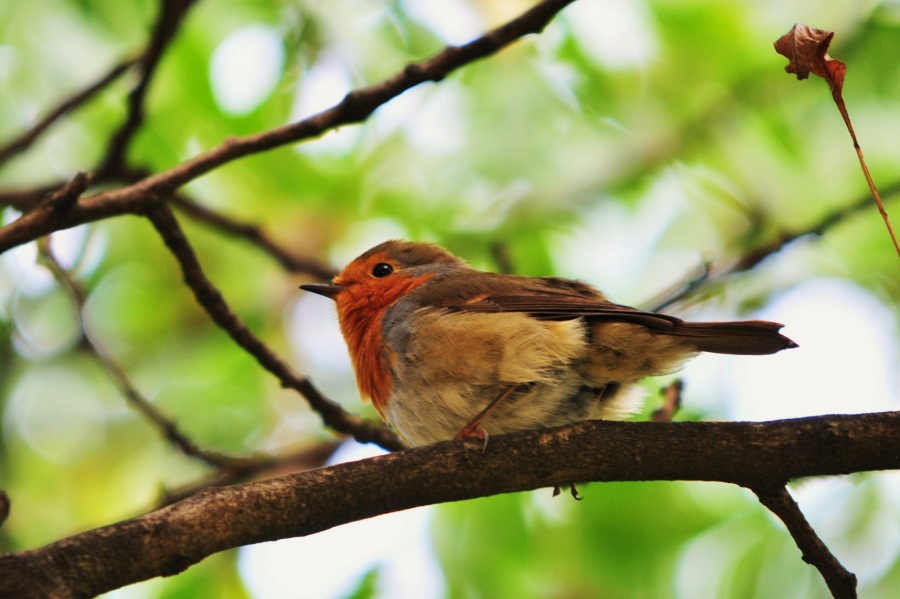 European Robin