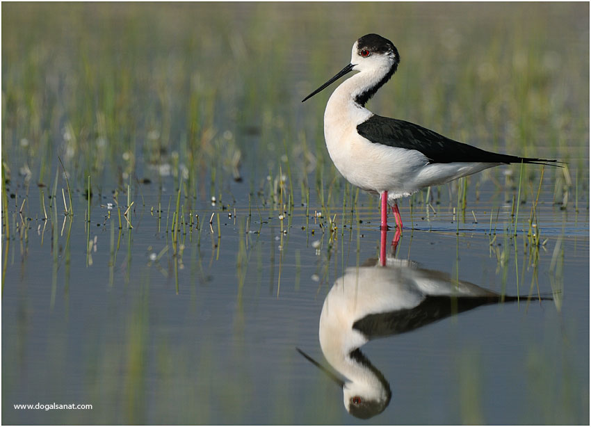 Black-winged Stilt