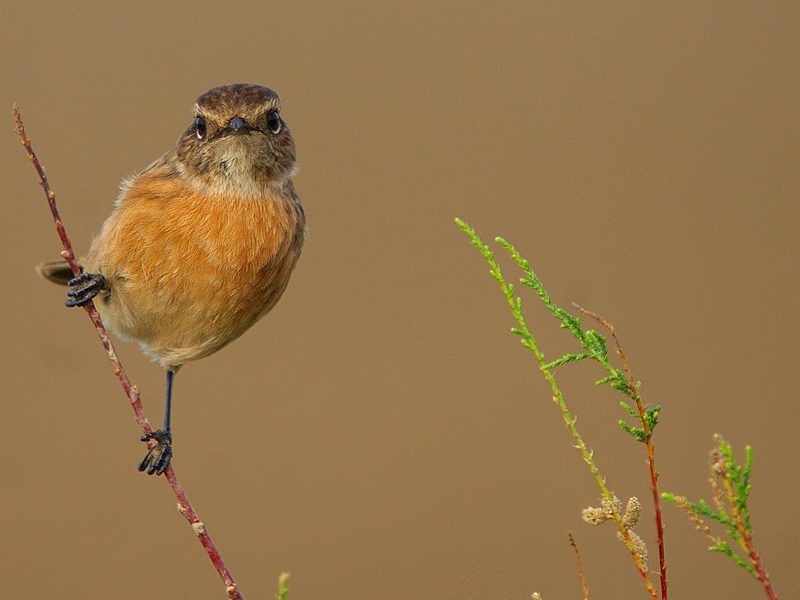 European Stonechat