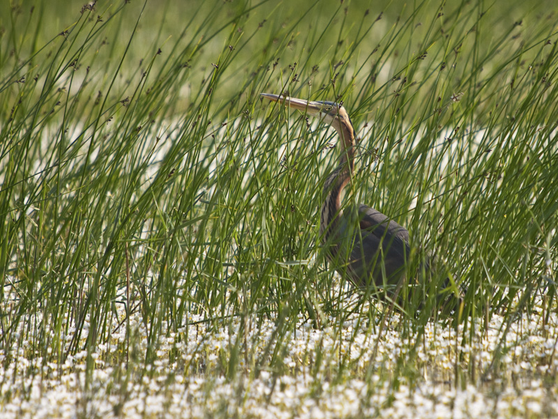 Purple Heron
