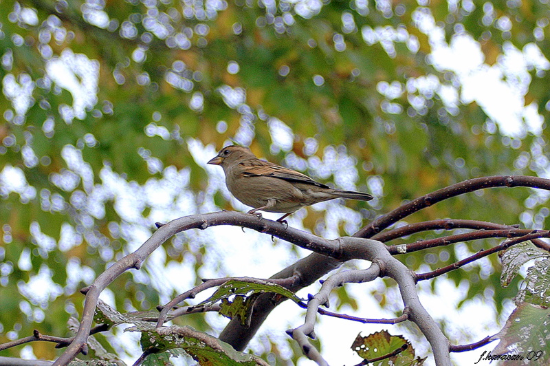 House Sparrow