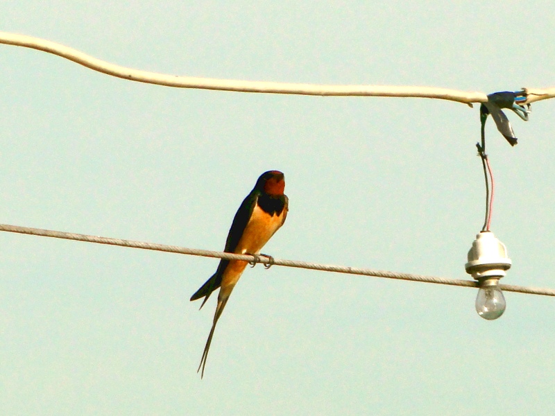 Barn Swallow