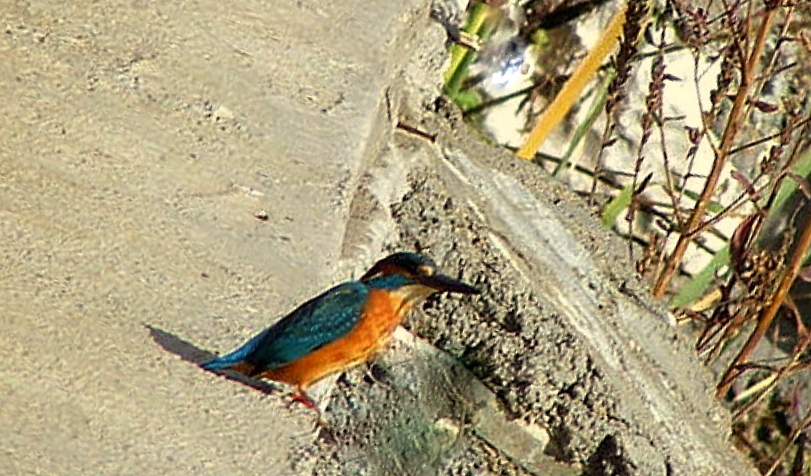 Common Kingfisher
