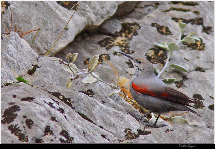 Wallcreeper