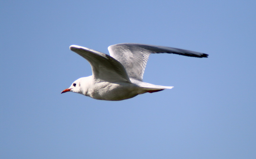 Black-headed Gull
