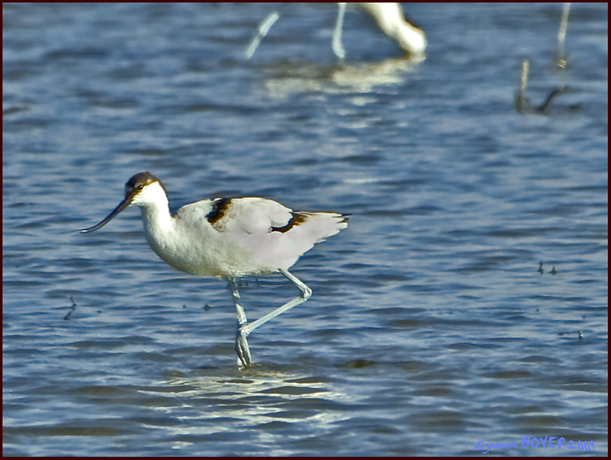 Pied Avocet