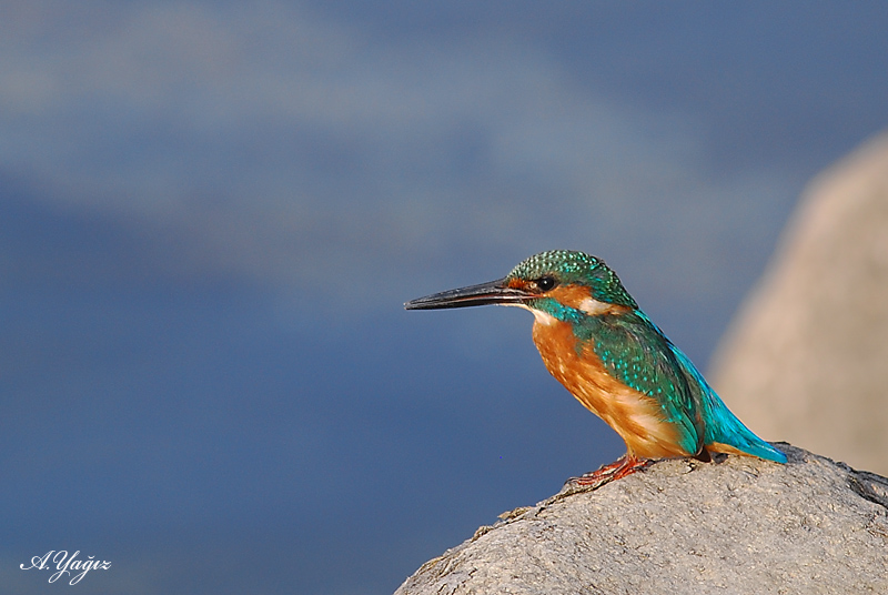 Common Kingfisher