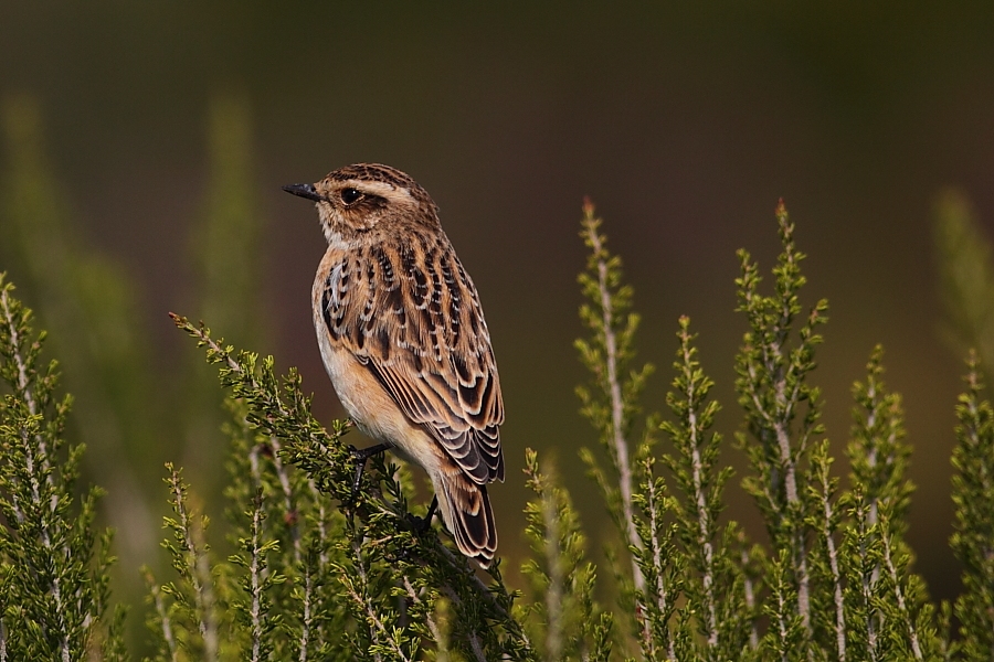 Whinchat