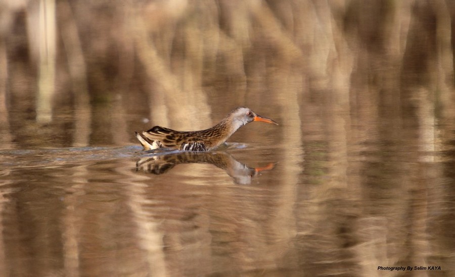 Water Rail