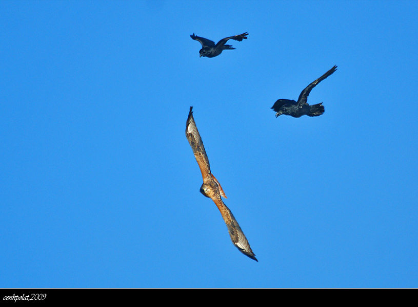 Northern Raven