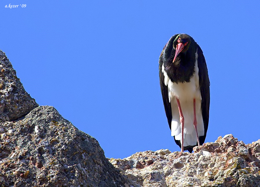 Black Stork