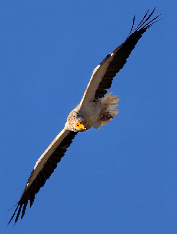 Egyptian Vulture