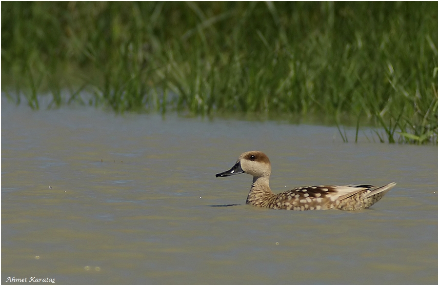 Marbled Duck