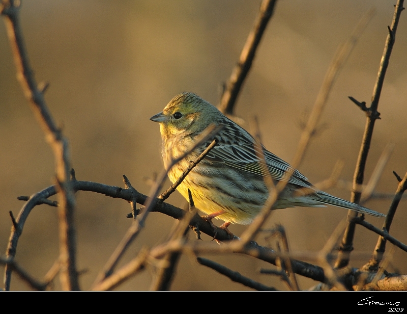Yellowhammer