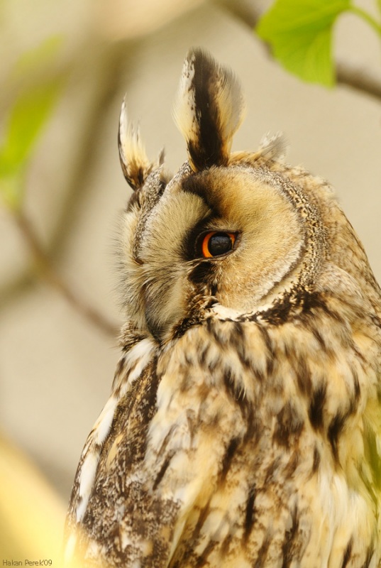 Long-eared Owl