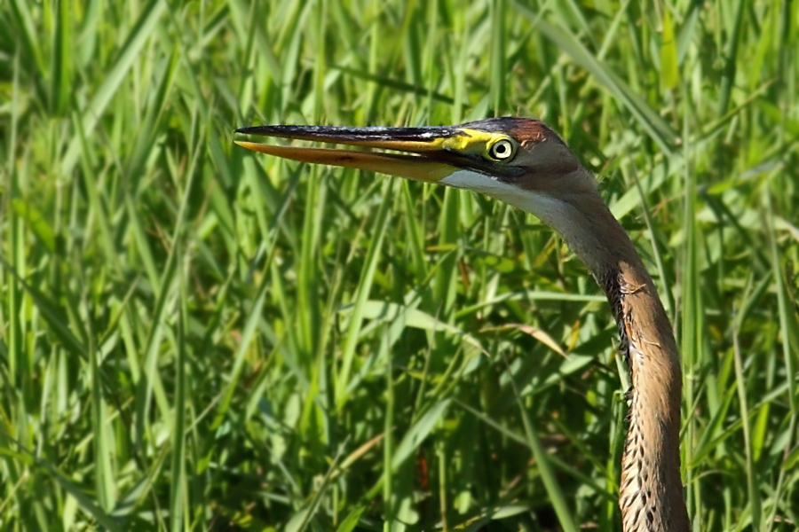 Purple Heron