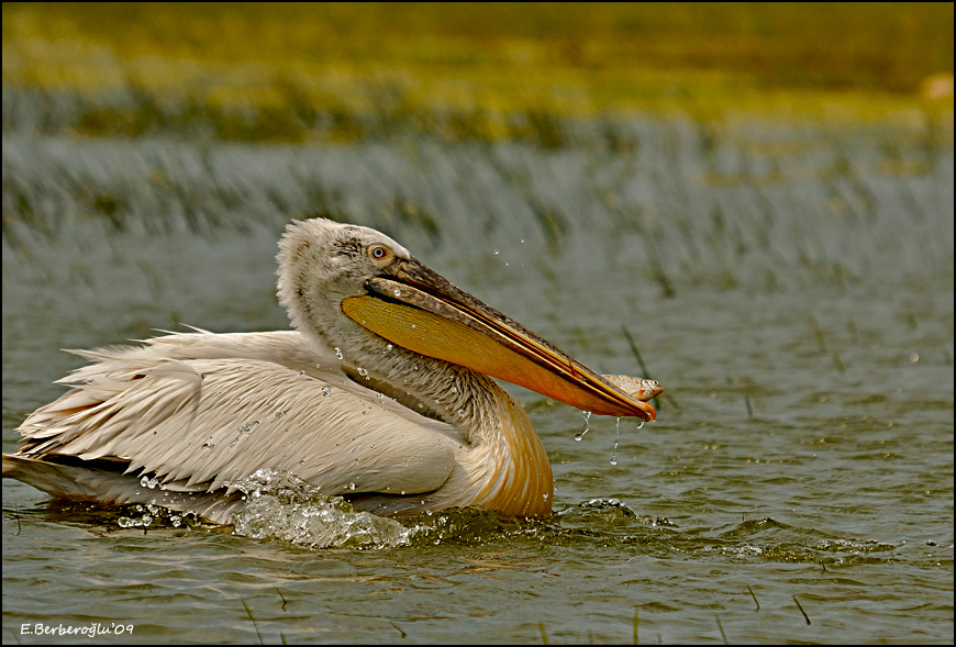 Dalmatian Pelican