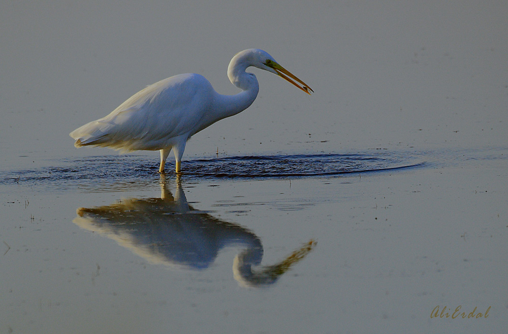 Great Egret