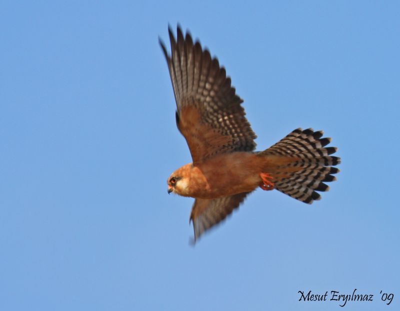 Red-footed Falcon