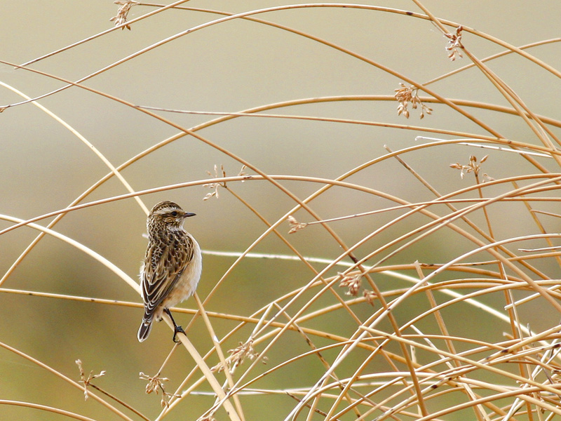 Whinchat