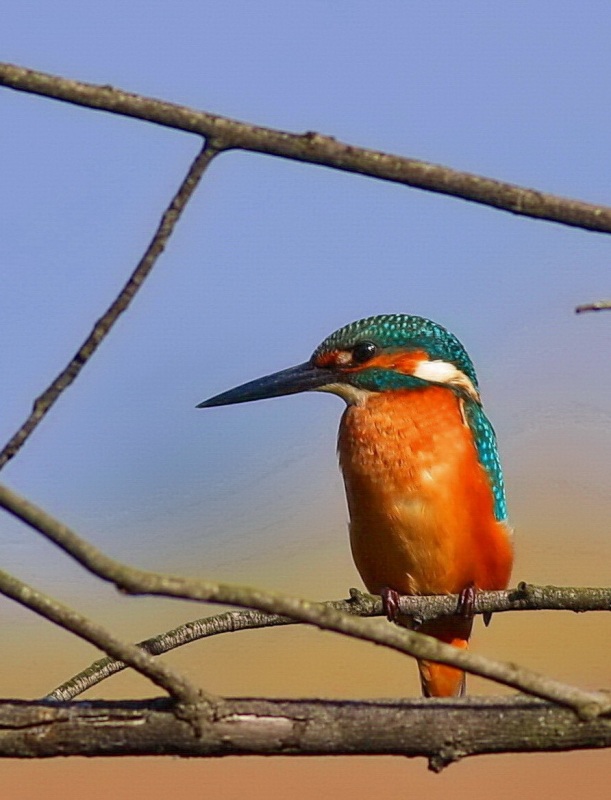 Common Kingfisher