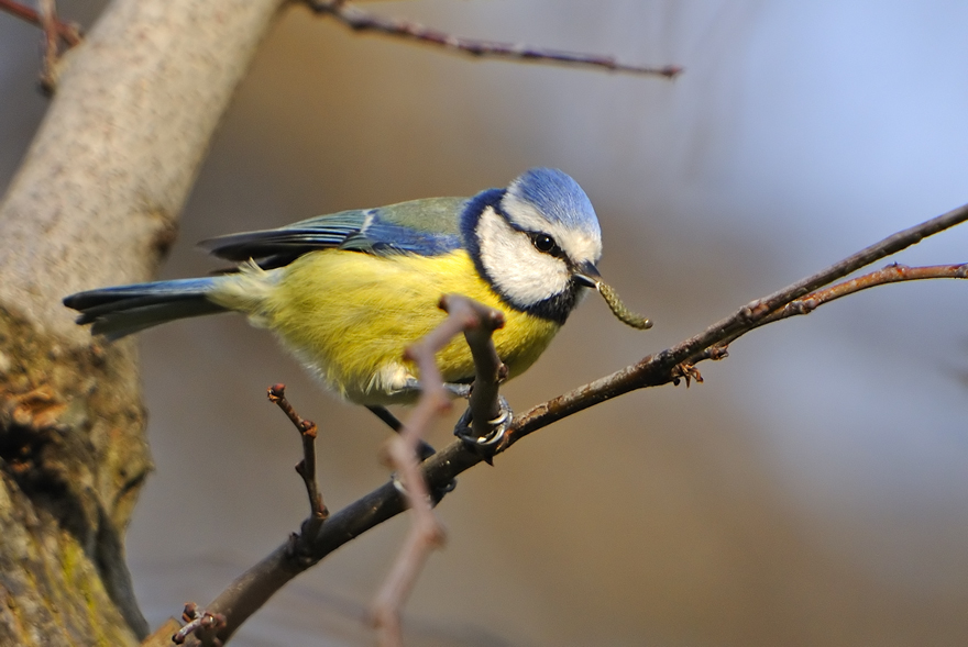 Eurasian Blue Tit