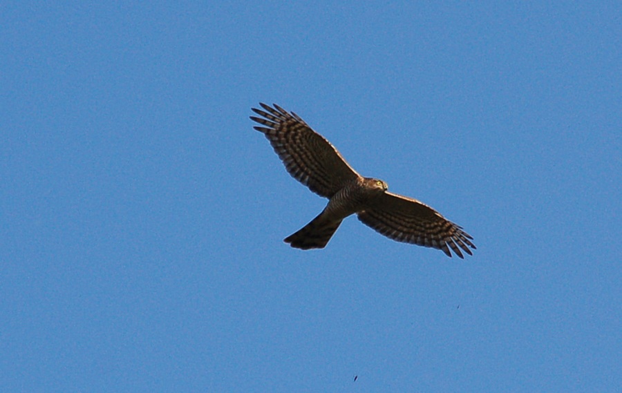 Eurasian Sparrowhawk