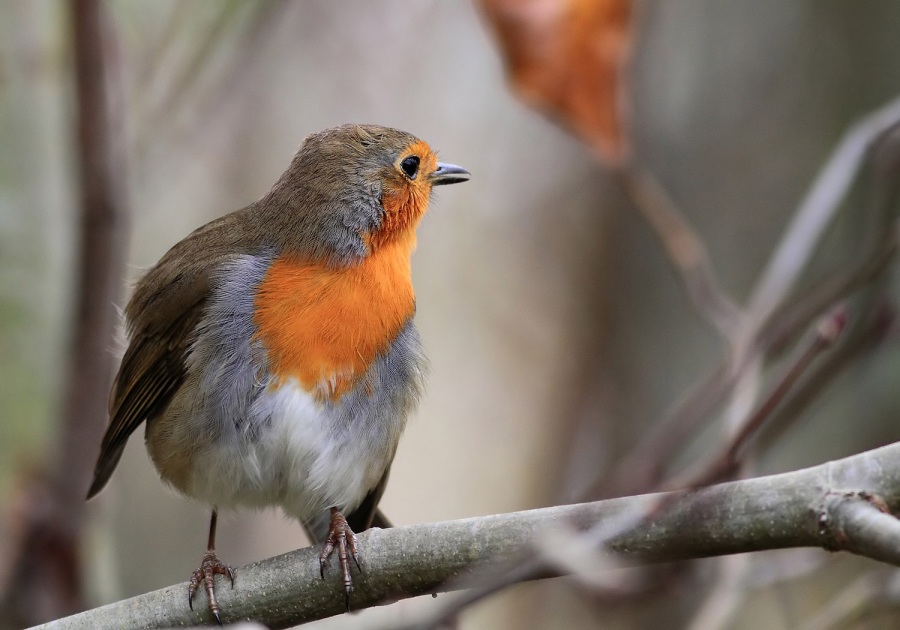 European Robin