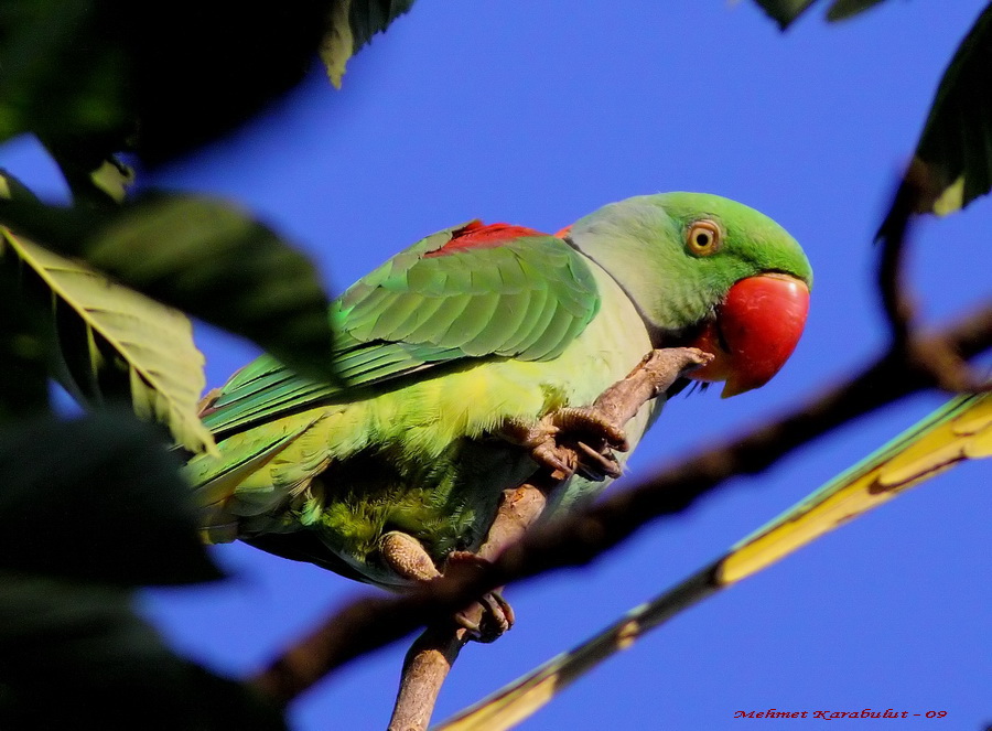 Alexandrine Parakeet