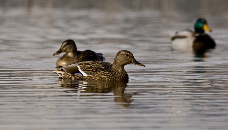 Mallard