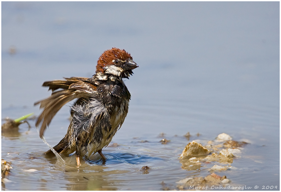 Spanish Sparrow