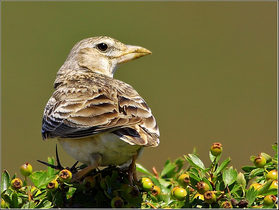 Calandra Lark