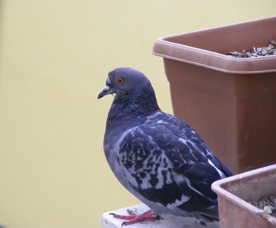 Rock Dove