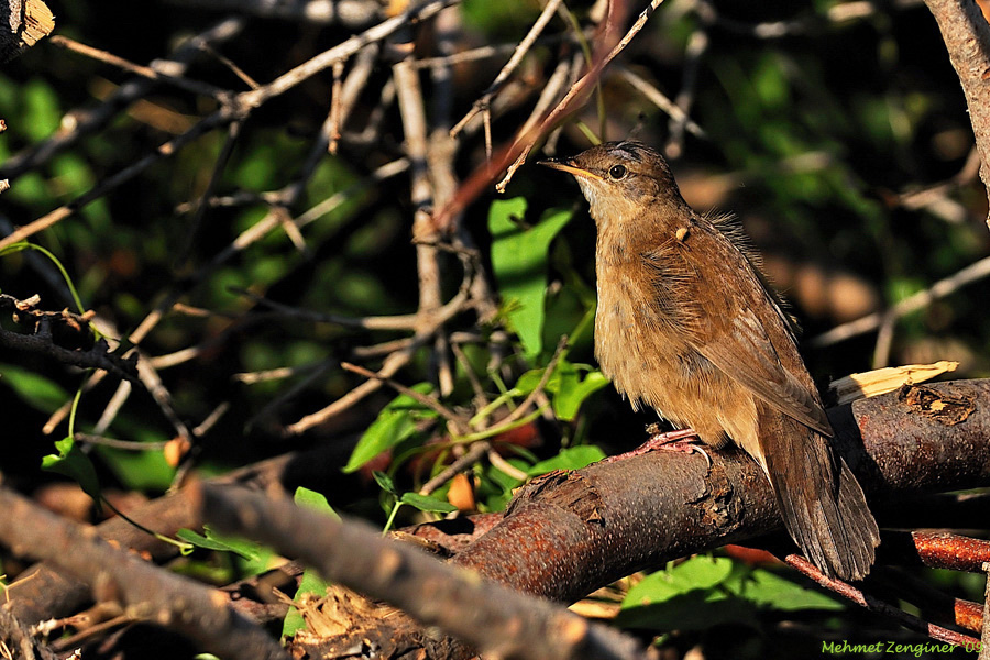 Savi`s Warbler