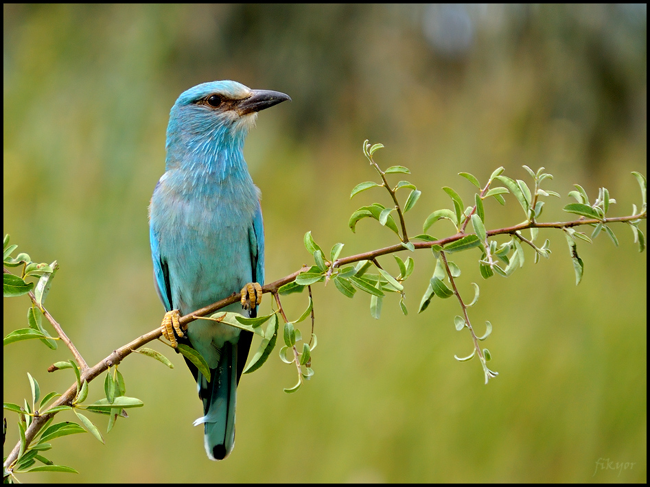 European Roller