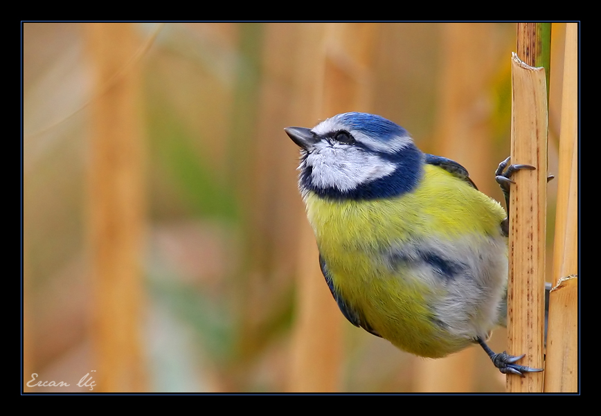 Eurasian Blue Tit