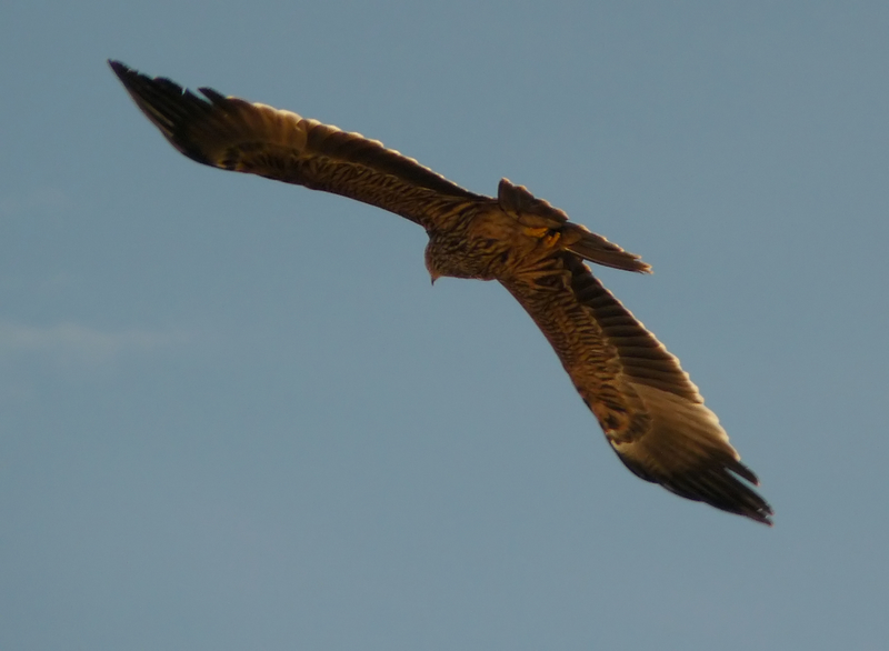 Eastern Imperial Eagle