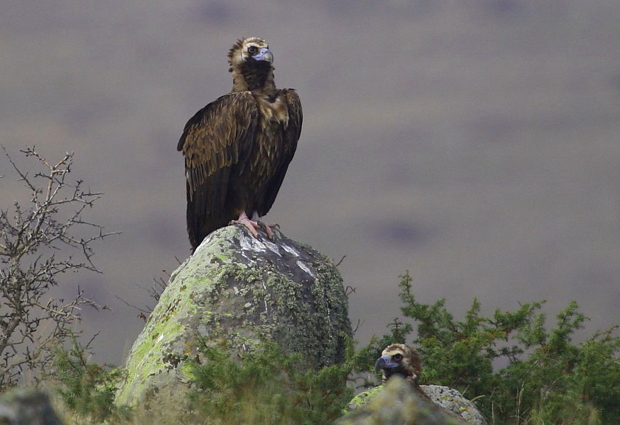 Cinereous Vulture