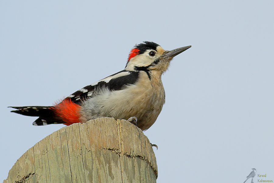 Syrian Woodpecker