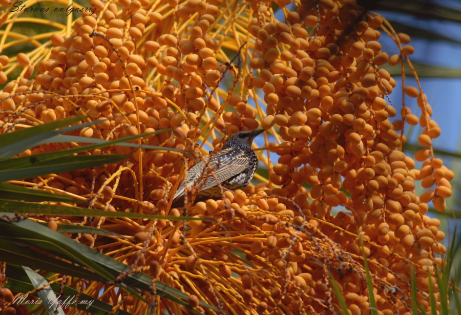 Common Starling
