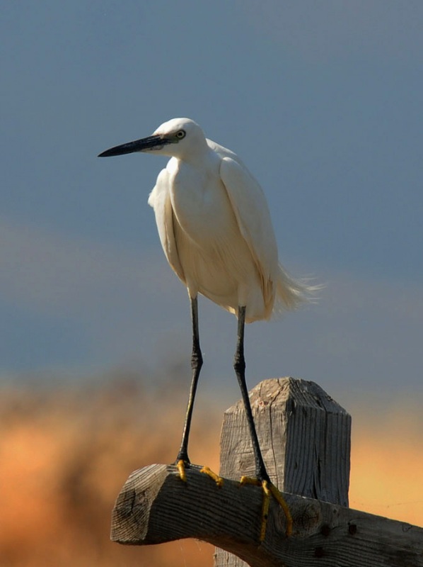 Little Egret