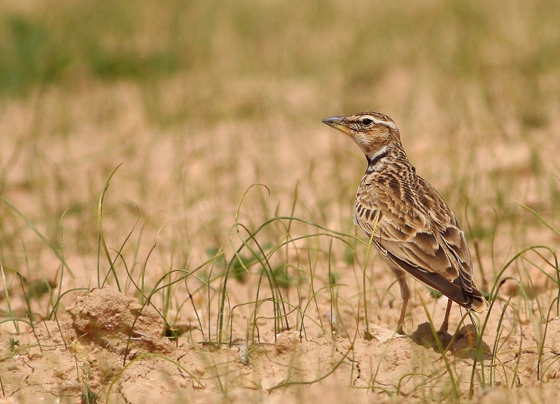 Bimaculated Lark