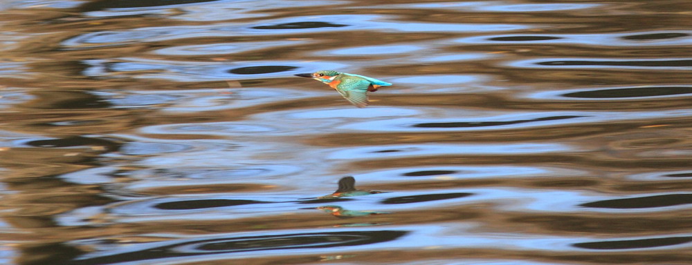 Common Kingfisher