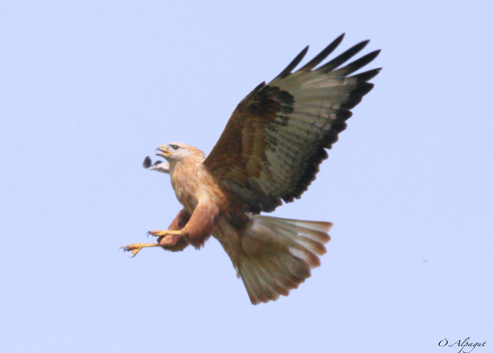Long-legged Buzzard