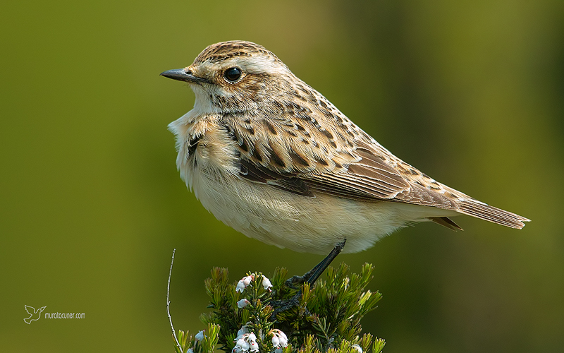 Whinchat